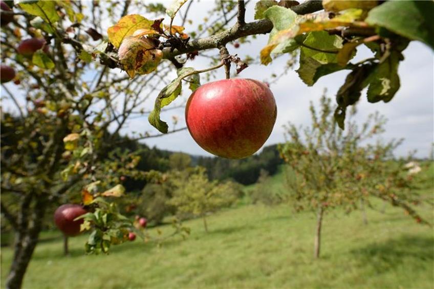 Äpfel sind zu sehen. Foto: Patrick Seeger/Archiv dpa/lsw