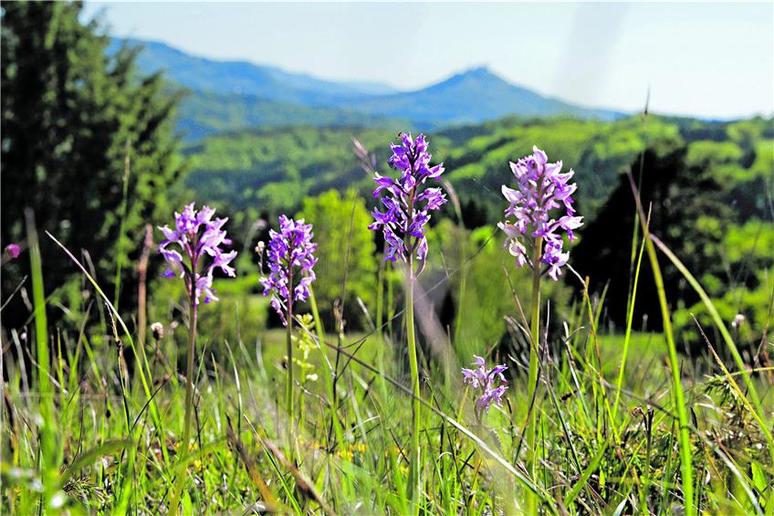 Die Orchideen blühen wieder: Knabenkraut auf der Beurener Heide im Zollernalbkreis. Foto: Manfred Grohe