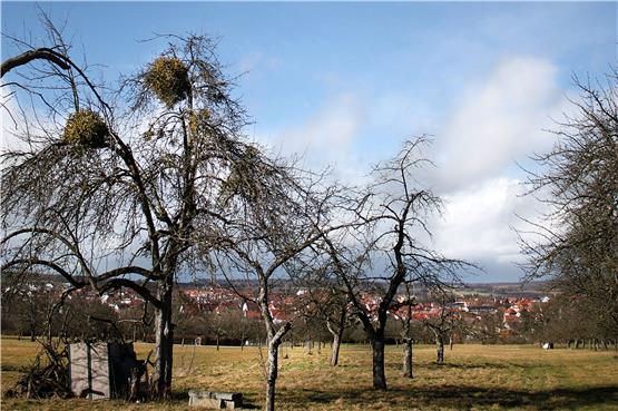 Ein Thema für den Arbeitskreis: Über den Mistelbefall im Kirschenfeld ärgern sich Baumpfleger.Bild: Moritz Siebert
