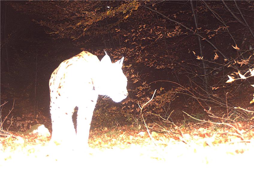 Eines der wenigen Bilder, die von Friedl in freier Wildbahn existieren. Leider hat die Wildtier-Kamera das Motiv ein wenig überbelichtet.