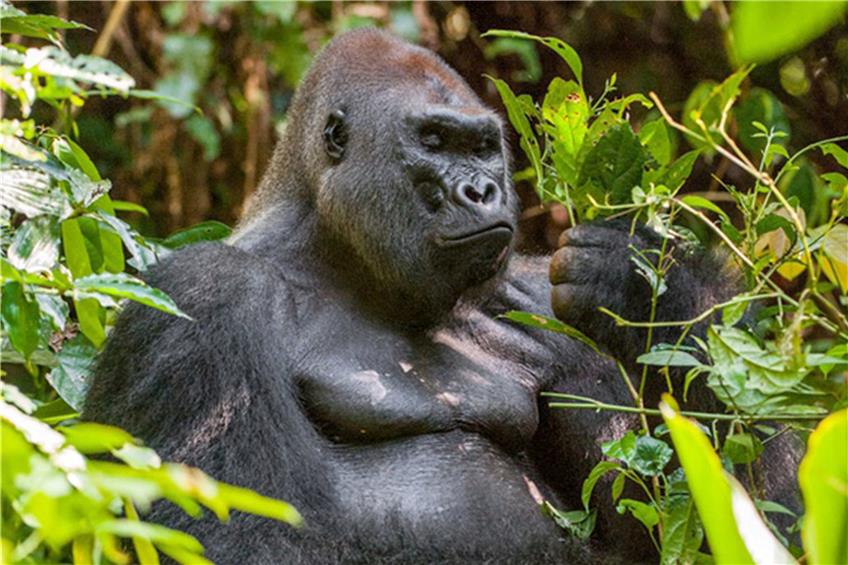Flexibler als der Riesenaffe: Ein Gorilla im Wald. Bild: Uryadnikov/Fotolia