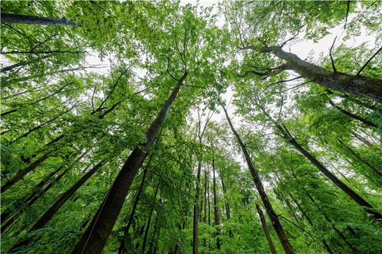 Grüne Laubbäume in einem Wald. Unbekannte haben in einem Wald bei Lauterstein verbotenerweise mehrere Bäume gefällt. Foto: Jörg Halisch/dpa/Symbolbild