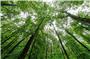 Grüne Laubbäume in einem Wald. Unbekannte haben in einem Wald bei Lauterstein verbotenerweise mehrere Bäume gefällt. Foto: Jörg Halisch/dpa/Symbolbild