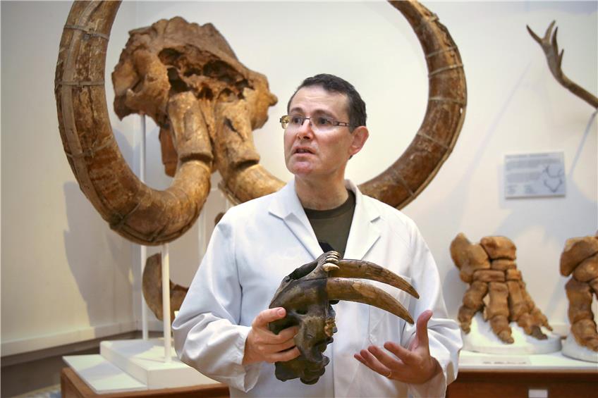 Hervé Bocherens mit dem Schädel eines Smilodons. Die Säbelzahntigerart ist – wie die gesamte Spezies – vor etwa 10000 Jahren ausgestorben.Bild: Sommer