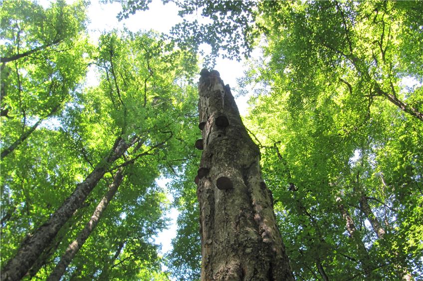 Hier wächst ein Urwald. In Rumänien. Dank deutscher Holzfirmen könnte das bald anders aussehen. Bild: ST