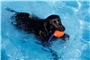 Hunde-Badetag zum Saisonende im Entringer Freibad. Bild: Faden
