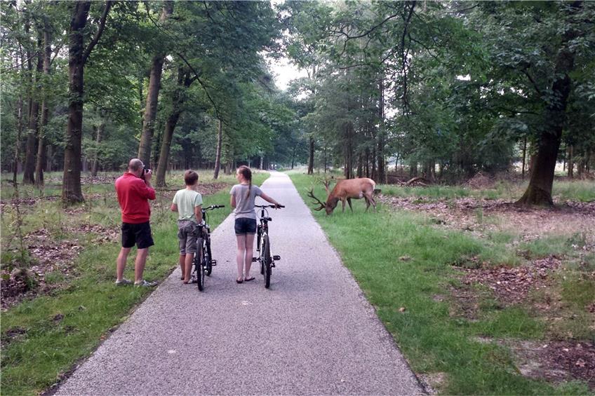 Im niederländischen Nationalpark De Hoge Veluwe sind die Hirsche nicht sonderlich schreckhaft. Besucher kommen nahe an die Tiere heran. Bild: Zandvliet