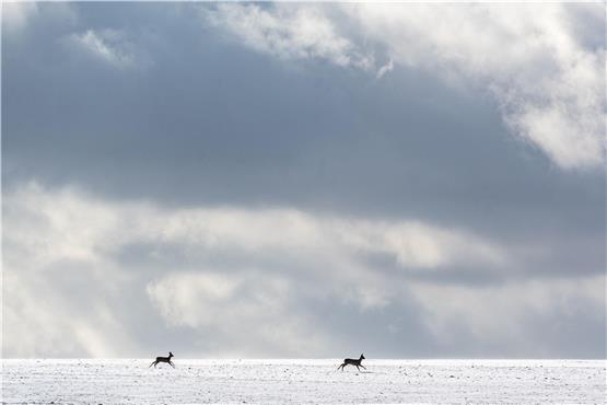 Rehe laufen über ein schneebedecktes Feld. Foto: Armin Weigel/dpa/Symbolbild