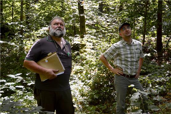 Revierförster Lorenz Truffner (links) und Waldbau-Professor Sebastian Hein suchen nach einem Tulpenbaum. Bild: Frank Rumpel