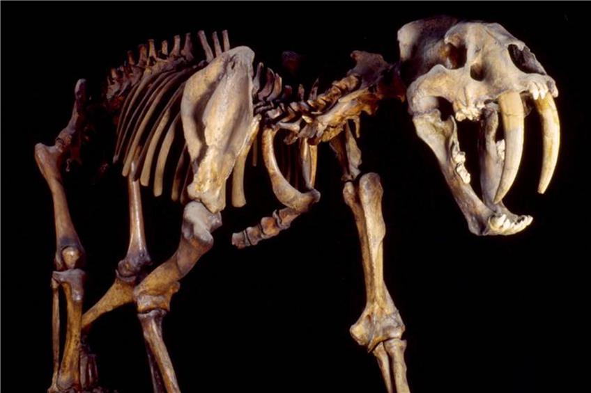 Skelett eines Säbelzahntigers im Senckenberg Naturmuseum in Frankfurt. Bild: Senckenberg