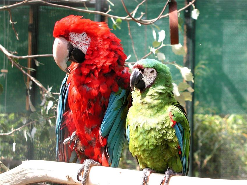 So sehen die selben Papageien für Normalsehende aus. Bild: Hagemann