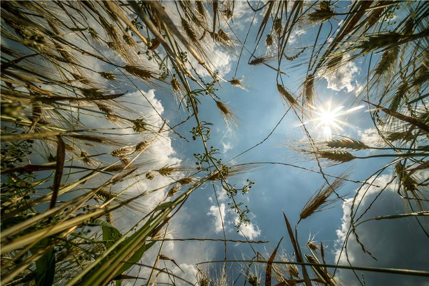 Sonne scheint auf ein Getreidefeld – würden doch nur die Wolken endlich für Abkühlung sorgen. Bild: Metz