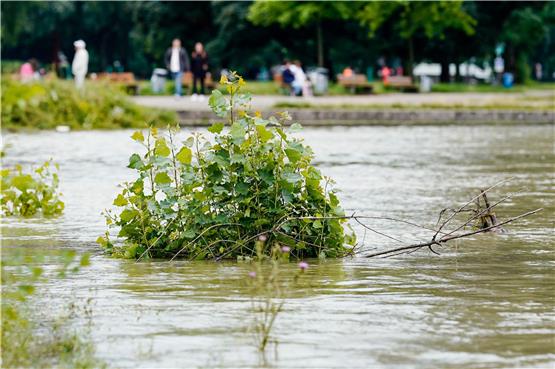 Uferpflanzen werden am Rhein von Flusswasser umspült. Foto: Uwe Anspach/dpa