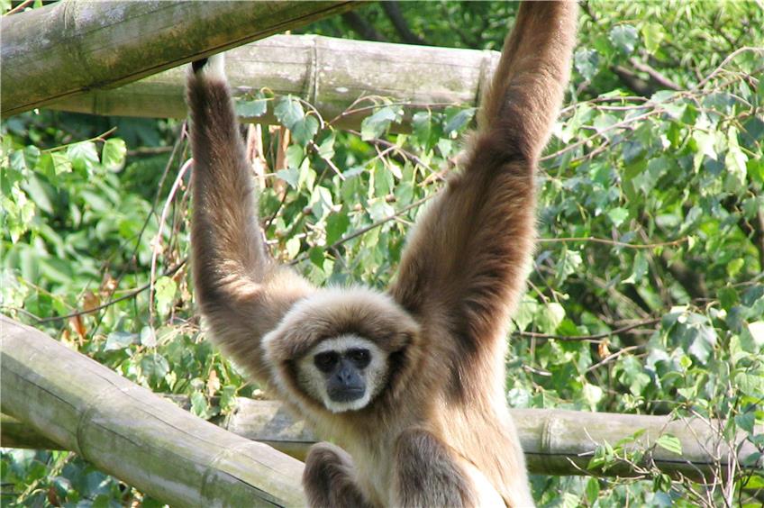 Ziemlich klein: der Gibbon. Bild: Trautsch / Wikipedia