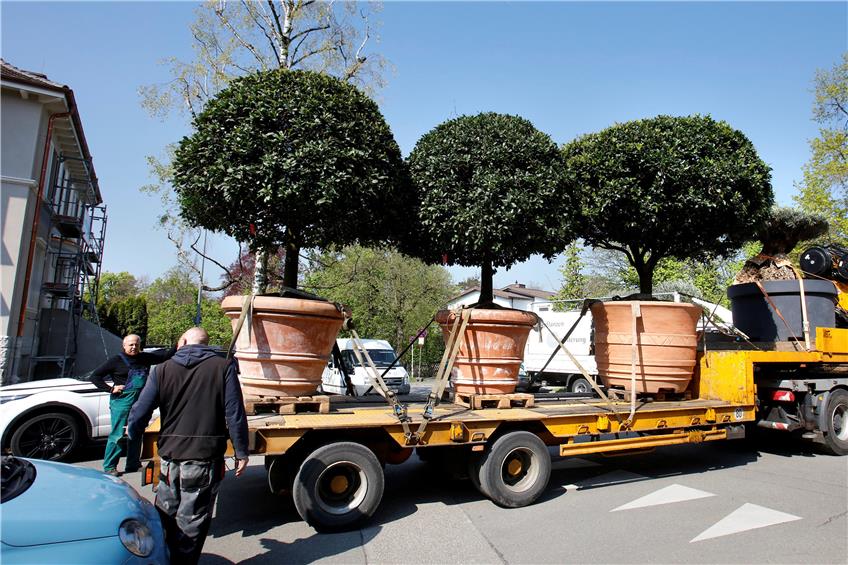 Zitrusbäume auf Rädern: Gestern wurden mit einem Tieflader drei Prachtexemplare für den mediterranen Garten der Partnerstadt Lindau angeliefert.Bild: Haas