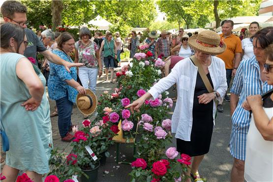 130 Stände gab es diesmal beim Mössinger Rosenmarkt, wo sich am Sonntag tausende Besucherinnen und Besucher ihre liebste Blume aussuchen konnten. Bild: Klaus Franke