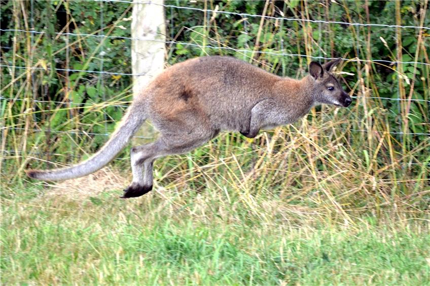 2015: Das Känguru Skippy wird von einem Weidezaun gestoppt.