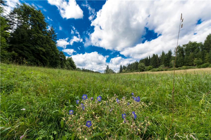 Alb-Hochwiesen, unterteilt von Heckenriegeln und Waldzeilen, fern von Lärm: Landschaftlich ist die Runde ein Traum. Bild: Wolfgang Albers