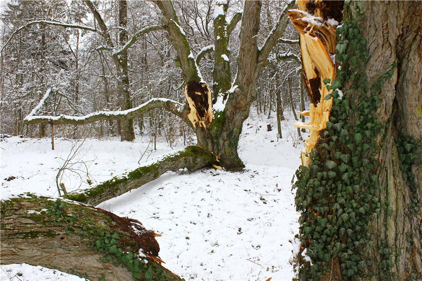 Am Fuße der Weiler Burg stehen drei jahrhundertealte Linden. Sie gelten seit 1971 offiziell als Naturdenkmäler. Am Samstag allerdings beschädigte der heftige Schneefall zwei der drei eindrucksvollen Bäume am Wanderparkplatz im Funkenbachweg. / Bild: Stifel