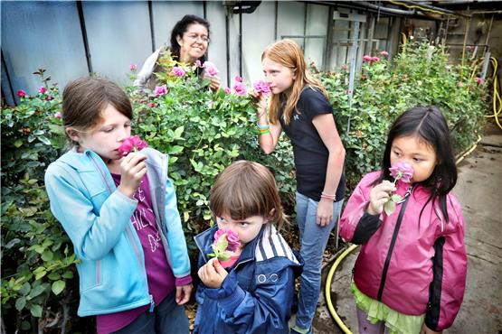 Annika, Arina, Livia und Rina riechen unter fachkundiger Anleitung von Milada Böhm an Duftrosen. Bild: Anne Faden