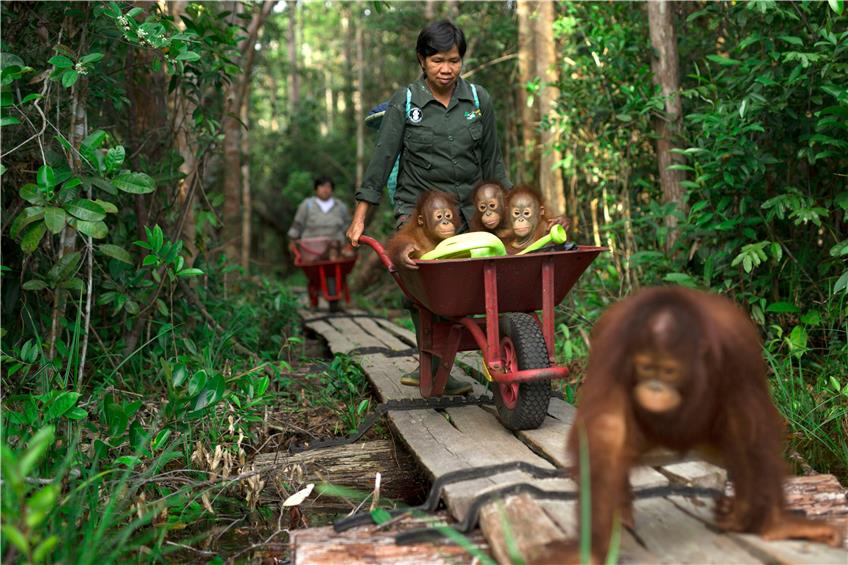 Auf dem Weg in den Waldkindergarten in der Orang-Auffangstation von BOS. Bild: Björn Vaughn