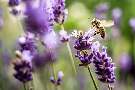 Auf der Suche nach Nektar: Auch viele Wildbienen-Arten sind vom Aussterben bedroht. Foto: Frank Rumpenhorst/dpa