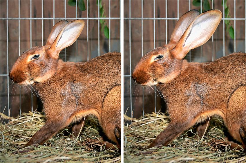 Auf diesem Bild sieht man den Unterschied: Links ein normaler Hase, rechts ein Osterhase, gut zu erkennen an den besonders großen Löffeln.Bildmontage: Sommer
