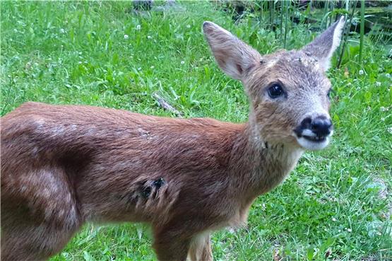 „Bambi“ nannten die Mitarbeiter der Tierklinik im Ammerhof das Rehkitz, das schwerverletzt und entkräftet am Samstag in die Klinik gebracht worden ist und eingeschläfert wurde.