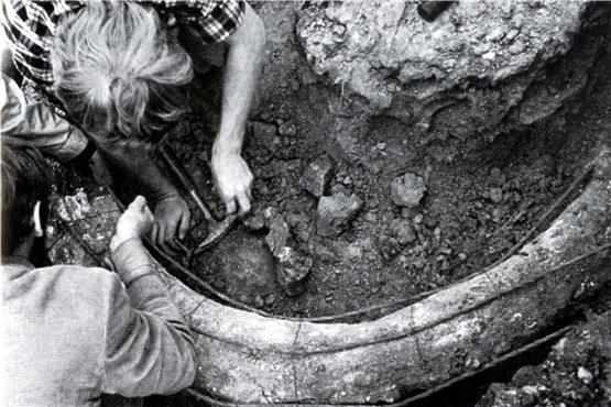 Beim Bau des Poltringer Kindergartens wurde am 1. Juli 1970 der Stoßzahn eines Mammuts gefunden. Um ihn für den Transport zu stabilisieren, bekam er ein improvisiertes Korsett. Archivbild: Peter Blunck
