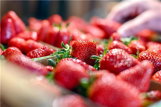 Beim Beerenhof Ell werden frisch geerntete Erdbeeren gezeigt. Foto: Uli Deck/dpa
