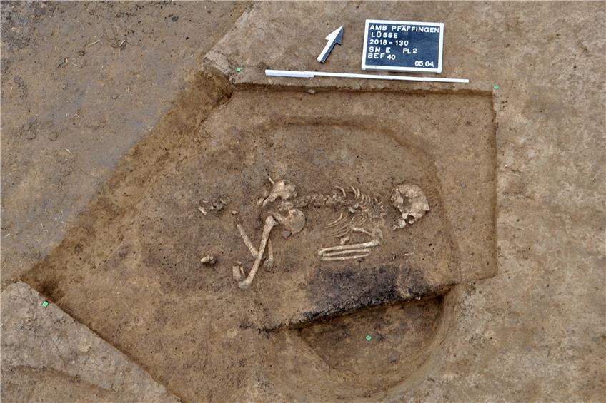 Bestattung einer 30- bis 40-jährigen Frau aus der frühen Jungsteinzeit, die in linksseitiger Hockerlage beigesetzt wurde. Bild: L. Brandtstätter/Uni Tübingen, LAD