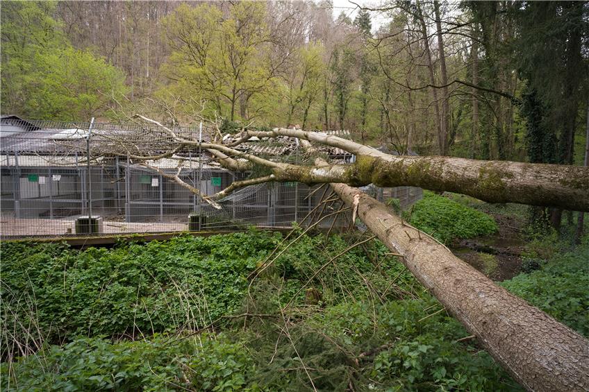 Live-Blog | Sturmtief Eugen entwurzelt mächtige Bäume im Kreis Tübingen
