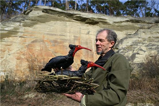 Biologe Johannes Fritz vom Waldrapp-Team hält ein Nest in den Händen, auf denen zwei Waldrapp-Attrappen angebracht sind. Foto: Felix Kästle/dpa