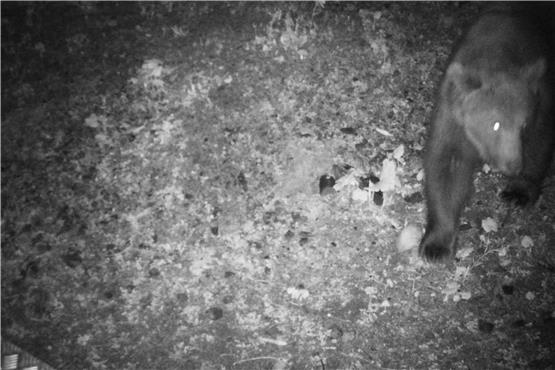 Bitte recht freundlich! Der Braunbär vor der Wildkamera. Bild: Reviermanagement/dpa