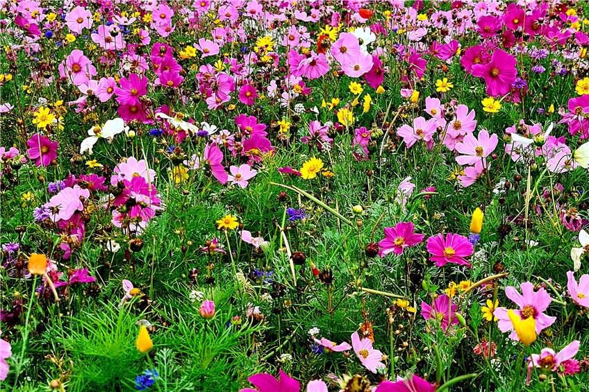 Blumenwiesen prägen die Landschaft am Fuß und auf der Schwäbischen Alb. Archivbild: Lisa Sporrer