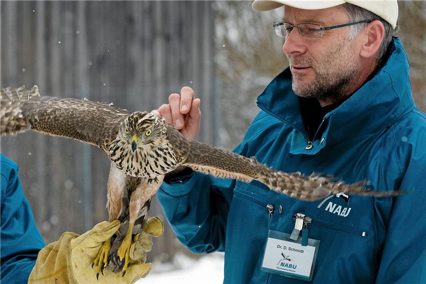 Daniel Schmidt-Rothmund, Leiter des Vogelschutzzentrums, hier mit einem Habicht. Archivbild: Klaus Franke