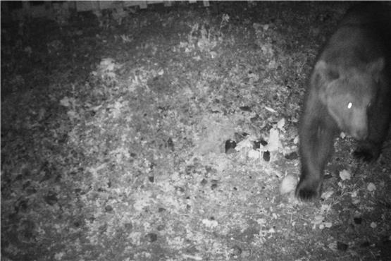 Das Foto der Wildkamera zeigt einen Braunbären, der in der Nacht auf den 22. Mai 2024 im Gemeindegebiet festgestellt wurde. Im deutsch-österreichischen Grenzgebiet und nur wenige Kilometer vom Allgäu entfernt ist ein Braunbär unterwegs. Foto: -/Reviermanagement/dpa