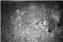Das Foto der Wildkamera zeigt einen Braunbären, der in der Nacht auf den 22. Mai 2024 im Gemeindegebiet festgestellt wurde. Im deutsch-österreichischen Grenzgebiet und nur wenige Kilometer vom Allgäu entfernt ist ein Braunbär unterwegs. Foto: -/Reviermanagement/dpa