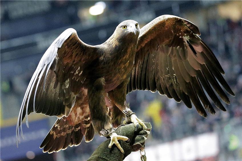 Das Frankfurter Maskottchen Adler Attila. Foto: dpa
