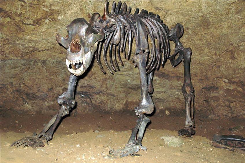 Das Skelett eines Höhlenbären. Bild: © Ra’ike / Wikipedia