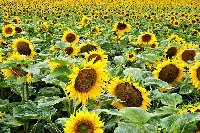 Das Sonnenblumenfeld bei Hirschau fotografierte Leser Ulrich Müller in voller Blüte.