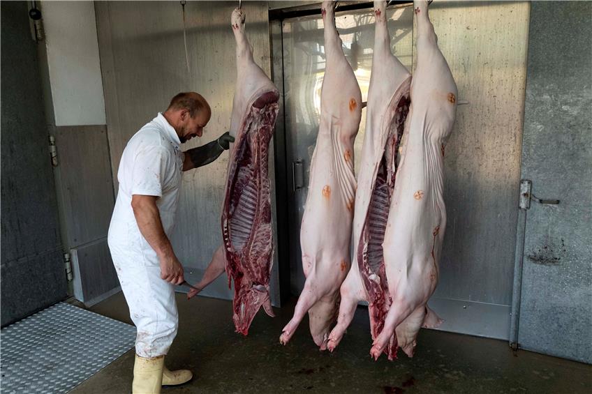 Der Geselle Ralf Kraft kümmerte sich am Freitag im Rottenburger Schlachthof um die Verarbeitung der geschlachteten Schweine. Bild: Klaus Franke