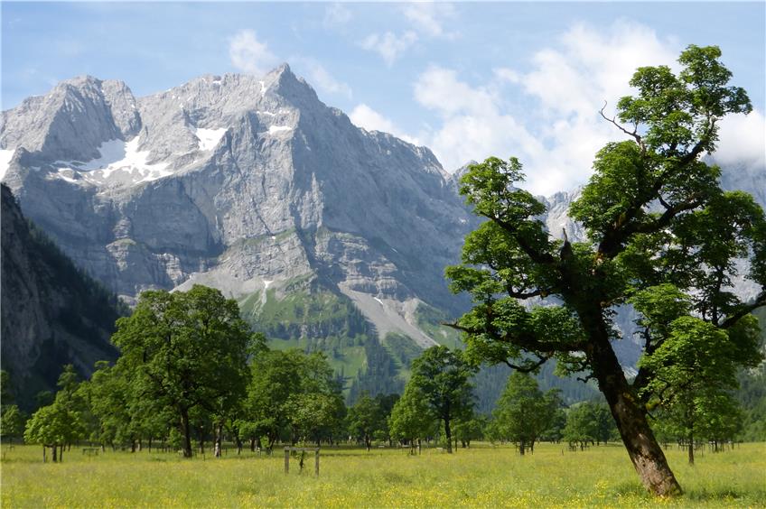 Der Große Ahornboden im nördlichen Karwendel – etwa 2500 knorrige Ahornbäume prägen das Bild dieses Naturdenkmals. Bild: Machann