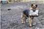 Der Reutlinger Verein „Paradies für Tiere“ nimmt sich Hunden in Ungarn an.Privatbilder