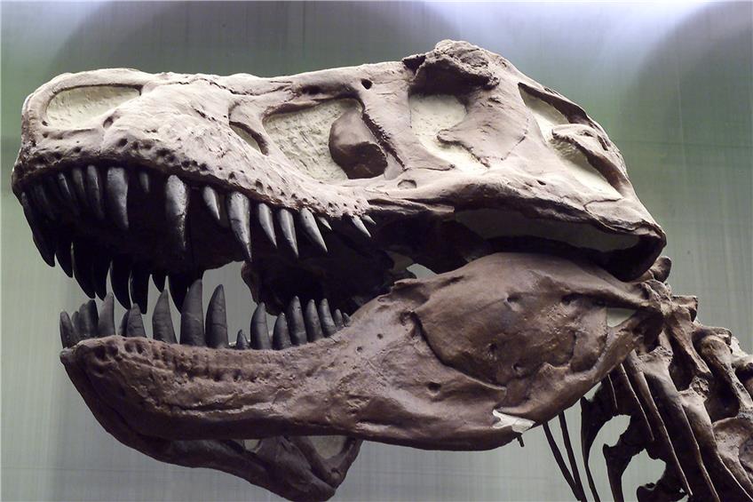 Der Tyrannosaurus rex besaß einen flexiblen Schädel. Foto: Senckenberg