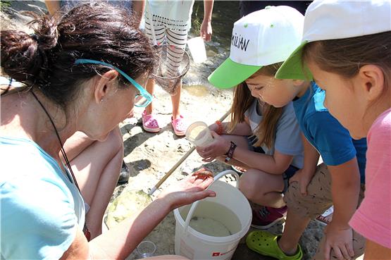Der bewegt sich doch noch! Die Kinder haben einen Flusskrebs entdeckt. Biologin Sabine Mauersberger führt die kleinen Forscher auf ihrer Exkursion an. Bilder: Amancay Kappeller