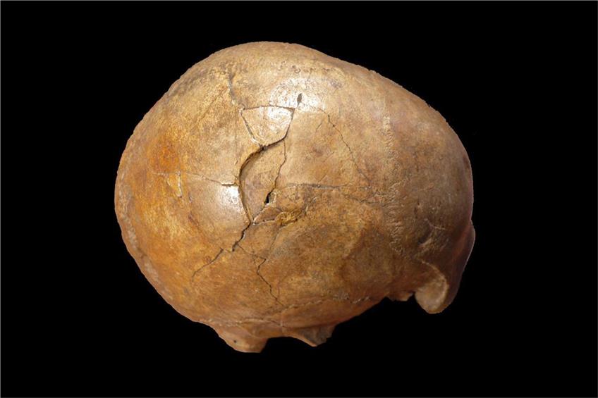 Der versteinerte Schädel eines paläolithischen erwachsenen Mannes. Foto: Kranoti//dpa