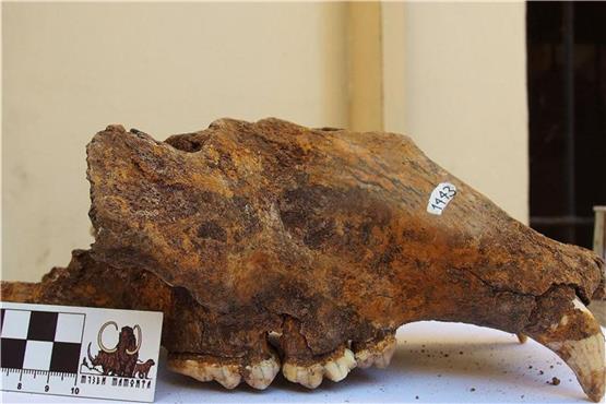Der Schädel eines Höhlenbären. Foto: R. Kowalczyk/Nature Research/Scientific Reports/Archivbild