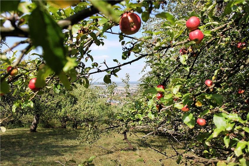 Die Äpfel fallen – und Mössingen feiert sein Lieblingsobst immerhin wieder mit einer Apfelwoche. Archivbild: Moritz Siebert