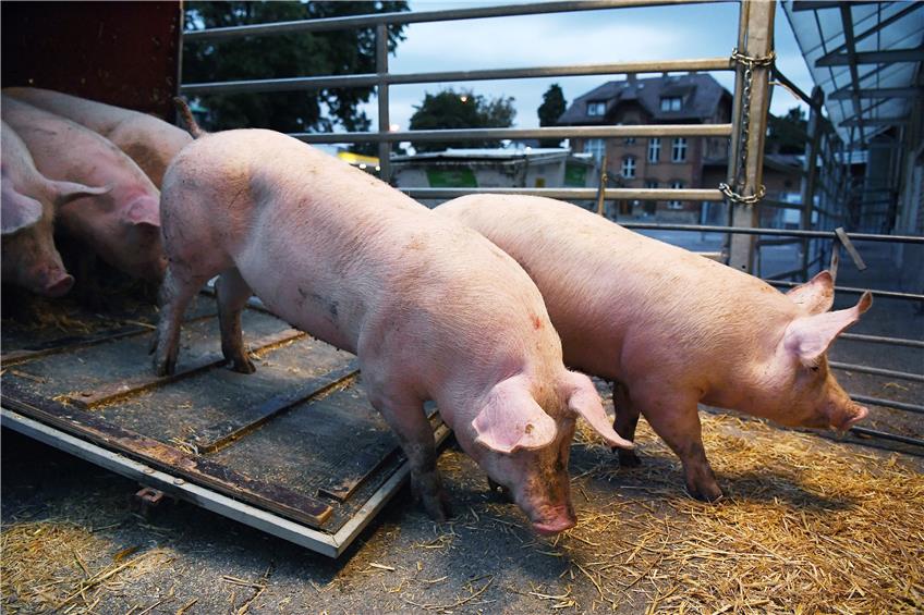 Die Anfahrt für Schweine zum Schlachthof soll möglichst kurz sein, um den Tieren lange Transportwege zu ersparen. Archivbild: Ulmer